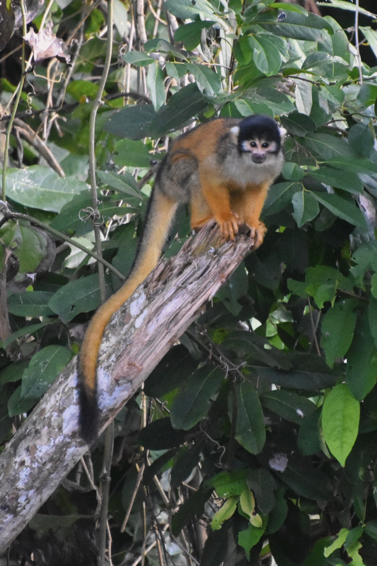 A Journey Through Peru’s Cultural Heartland: Discover the Wonders of the Amazon