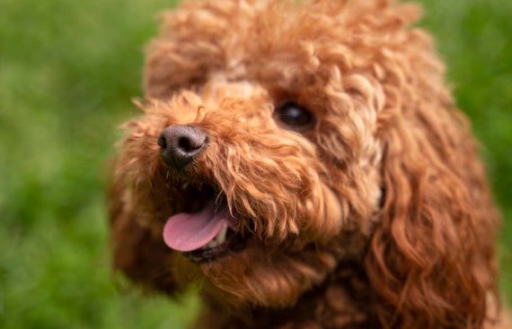 Buying a Doodle Puppy Online in the UK: How to Do It Safely and Confidently